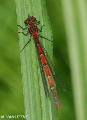 Pyrrhosoma nymphula